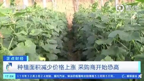 聊城黃瓜最新行情，一根黃瓜如何助力自信與成就之路