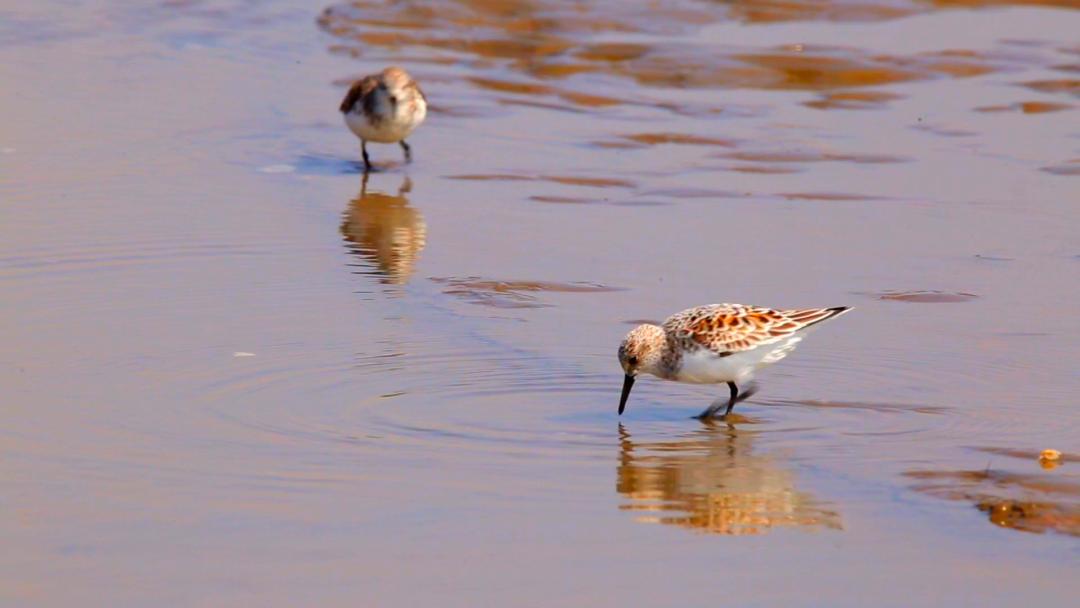 唐山灤南未來(lái)藍(lán)圖揭秘，最新規(guī)劃引領(lǐng)城市發(fā)展
