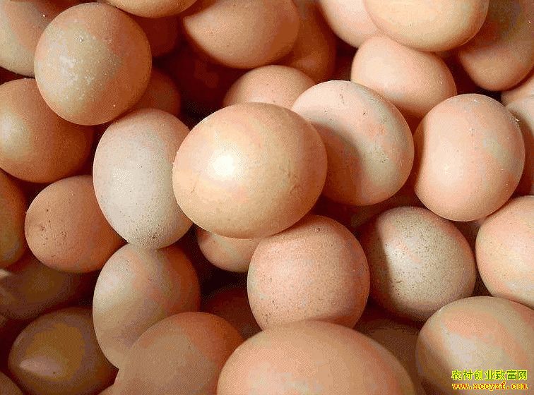 肇東雞蛋價(jià)格最新動(dòng)態(tài)，跟隨自然腳步，重拾內(nèi)心寧靜與平和的探索之旅