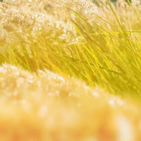 7777788888新澳門(mén)正版,實(shí)踐調(diào)查說(shuō)明_OTD27.575語(yǔ)音版