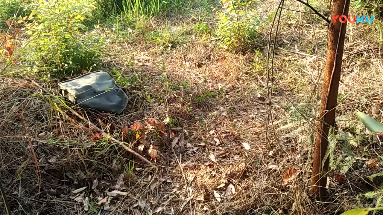 鷓鴣中套最新視頻，領(lǐng)略傳統(tǒng)藝術(shù)魅力的震撼登場(chǎng)！