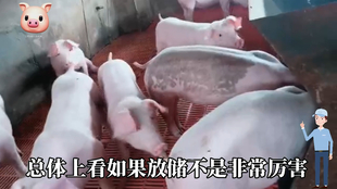 最新閹豬技巧步驟指南，專業(yè)方法與實(shí)用操作指南