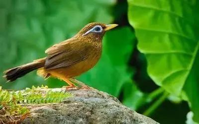 鎮(zhèn)雄房屋最新出售信息，家園變遷與自我成長的自信成就