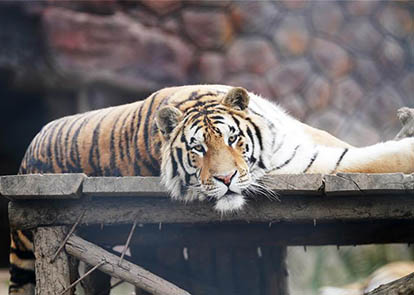 新澳猛虎報(bào),創(chuàng)新策略設(shè)計(jì)_XDW47.203動感版