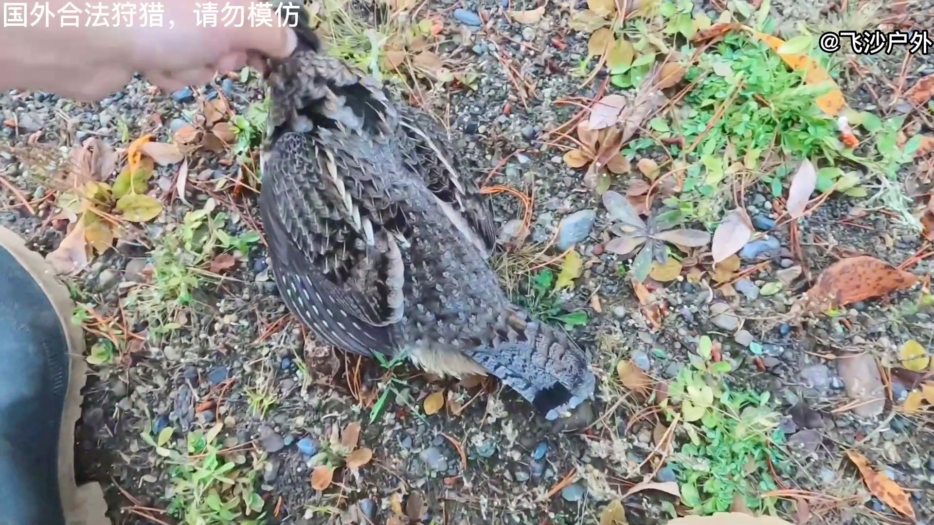 最新國外彈弓圖片集錦，自然美景的探索之旅