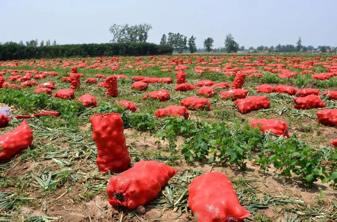 金鄉(xiāng)洋蔥出庫最新價(jià)格，獲取與了解的步驟指南