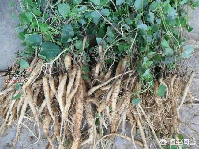 甘肅黨參最新價格動態(tài)，市場走勢與影響因素分析