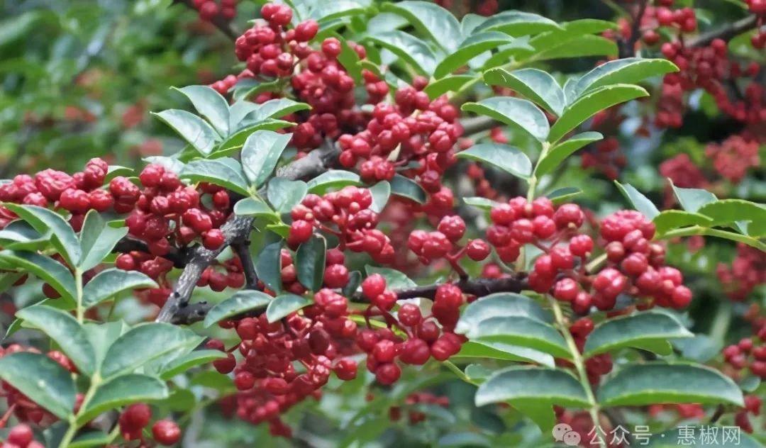 花椒價(jià)格最新行情2024，科技引領(lǐng)，椒香走向未來