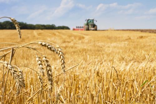 鶴壁小麥最新行情，科技引領(lǐng)農(nóng)業(yè)新時(shí)代，市場(chǎng)智能體驗(yàn)新篇章