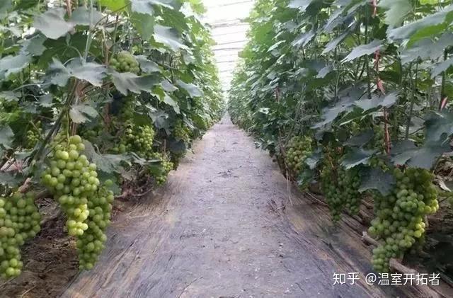探索自然美景之旅，最新葡萄大棚種植模式揭秘