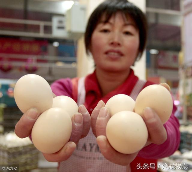 周口雞蛋今日最新價(jià)格，勵志故事背后的雞蛋價(jià)值探索