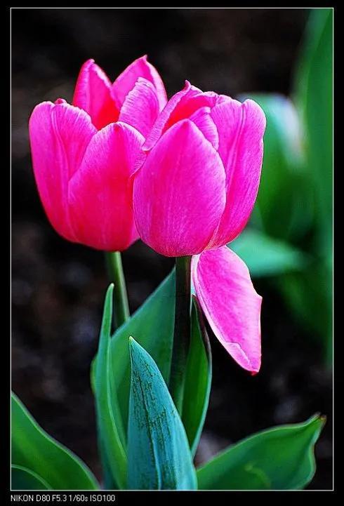 最新郁金香，小巷深處的芬芳馥郁之美