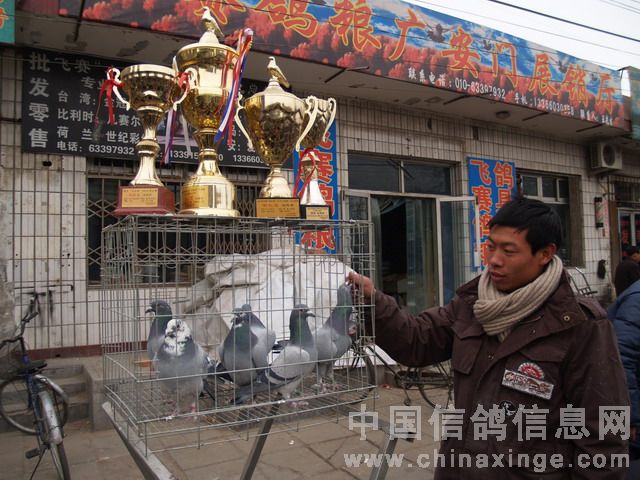 北京鴿市繁榮景象與發(fā)展趨勢(shì)揭秘，最新動(dòng)態(tài)與未來展望