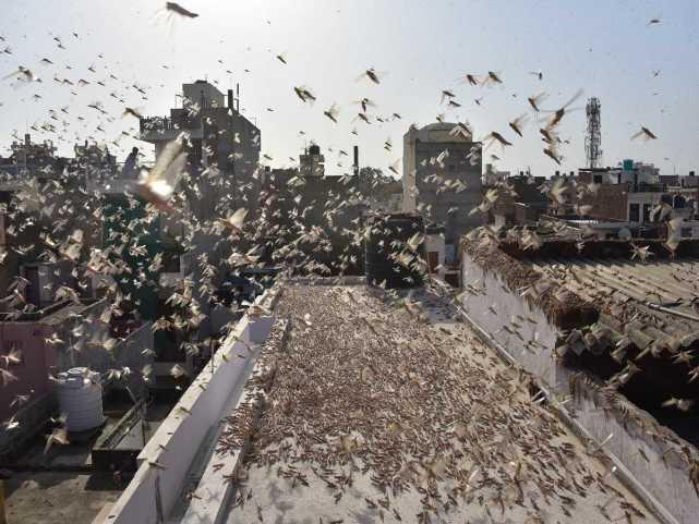 蝗蟲最新動態(tài)，蟲群變化學(xué)習(xí)之旅，自信與成就感的伴隨成長