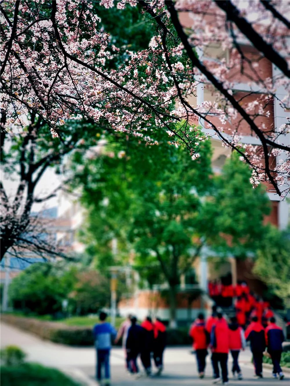 校園風(fēng)采新照，展現(xiàn)青春風(fēng)采的照片集錦