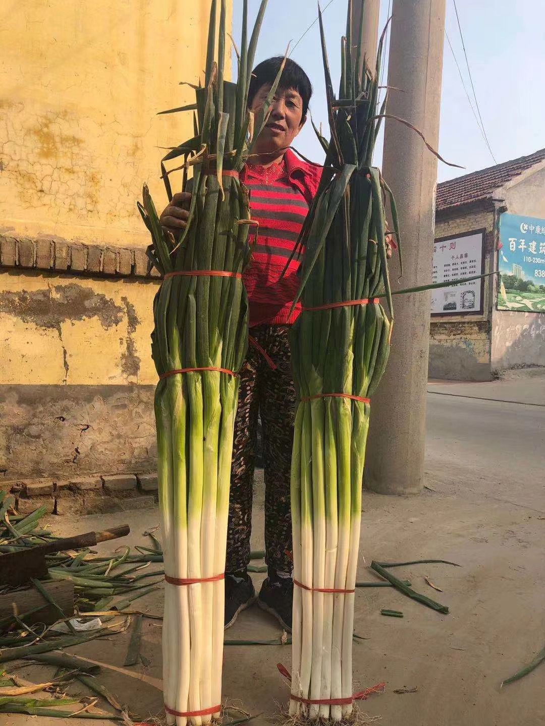 保定大蔥近期價格走勢，機遇與挑戰(zhàn)中的勵志力量