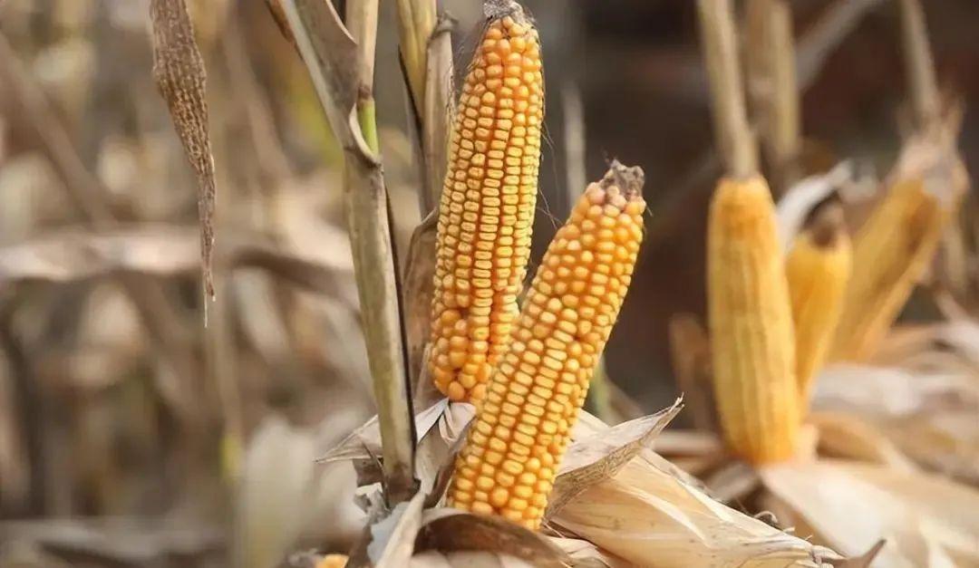 今日山東玉米價(jià)格行情，智能農(nóng)業(yè)引領(lǐng)新紀(jì)元風(fēng)向標(biāo)