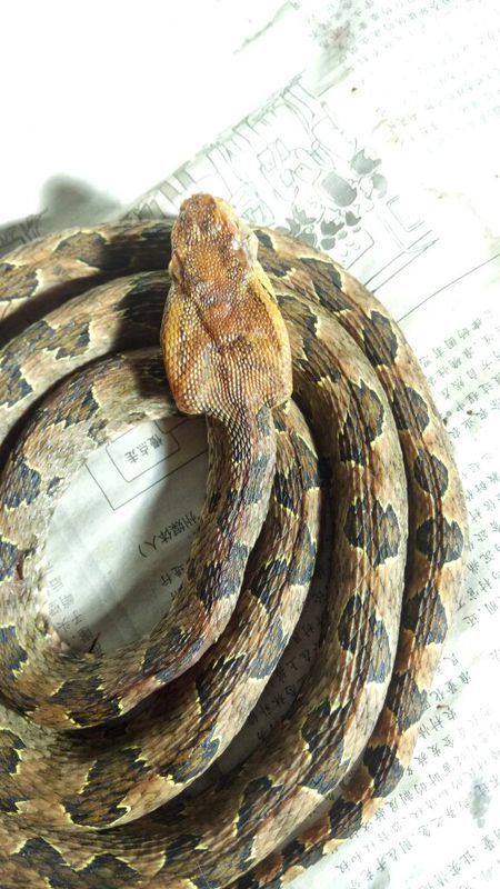 蛻變中的自信與成就，蛇的行情展望