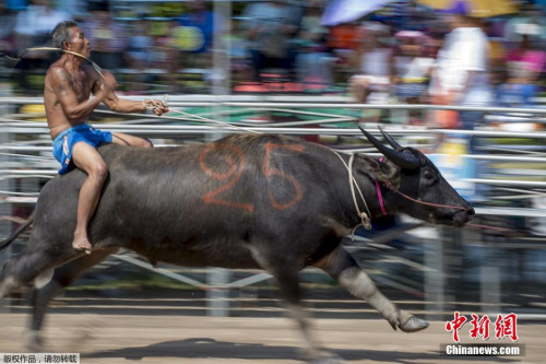 騎水牛比賽，傳統(tǒng)競(jìng)技的魅力與爭(zhēng)議展現(xiàn)
