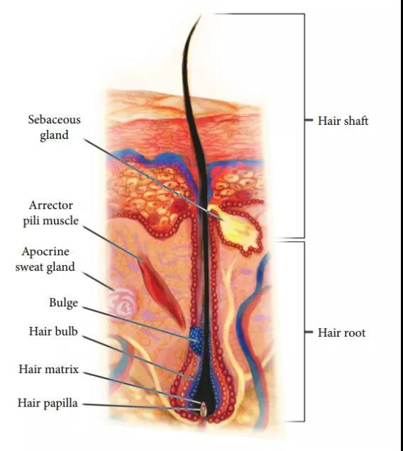橫紋肌樣瘤最新治療技術(shù)，小巷深處的生命曙光