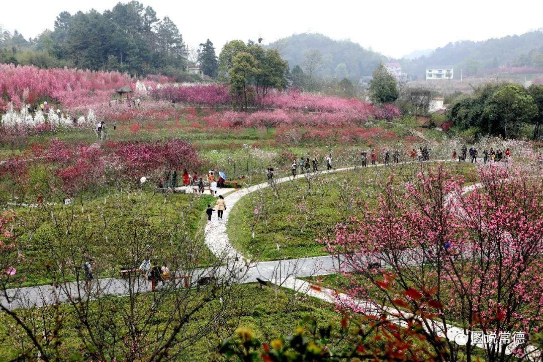 常德最新疫情動態(tài)步驟指南，初學者與進階用戶必讀