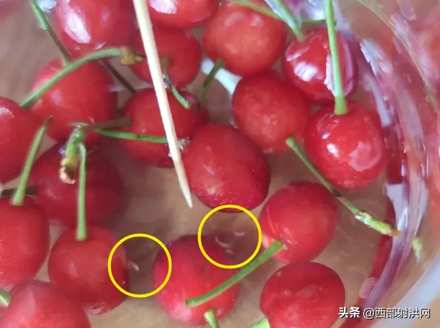 射洪上市公司，小巷深處的獨(dú)特風(fēng)味揭秘