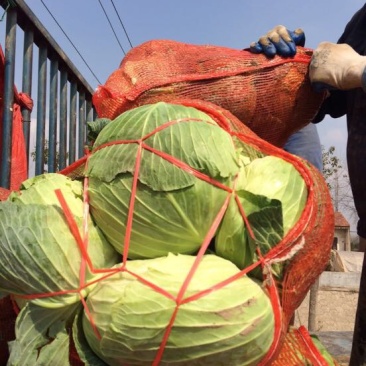 湖北包菜價(jià)格動(dòng)態(tài),湖北包菜價(jià)格動(dòng)態(tài)，一場(chǎng)尋找內(nèi)心平靜的綠色之旅
