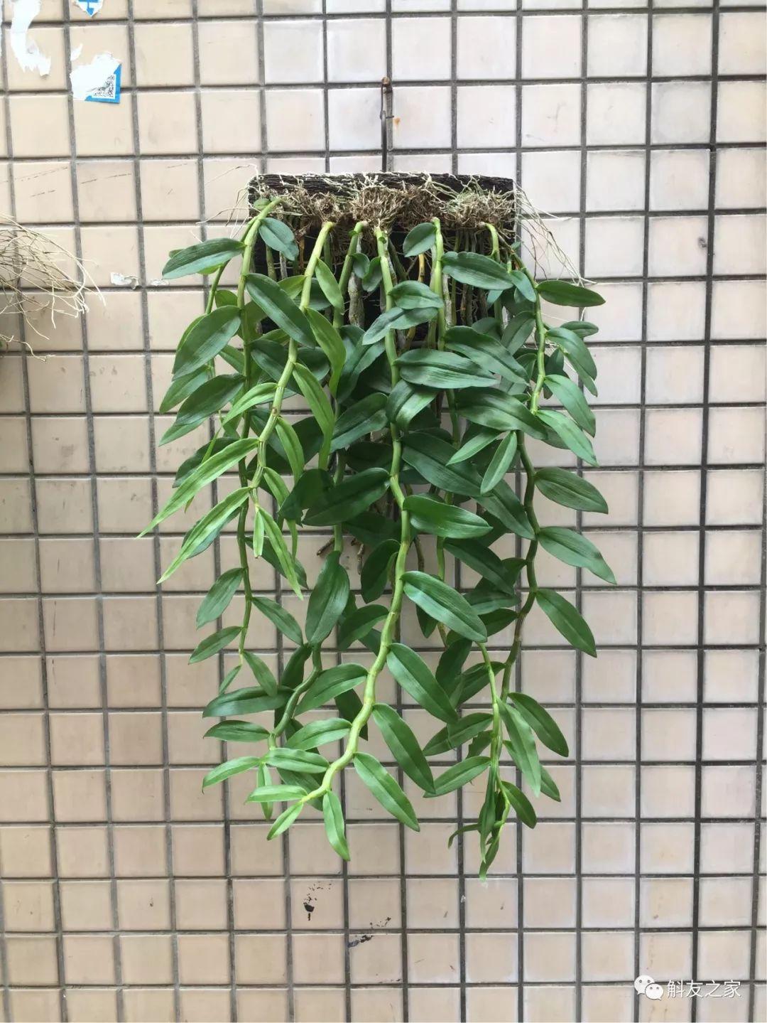 三寧復(fù)合肥最新報(bào)價(jià)及推薦，優(yōu)質(zhì)肥料選擇指南