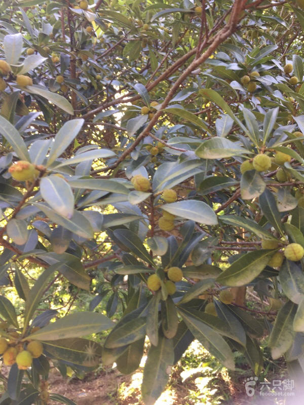 橫河大山搬遷最新動(dòng)態(tài)，力量重塑與未來希望