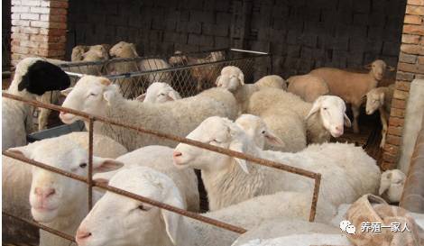 內(nèi)蒙古活羊價(jià)格指南，如何了解與評(píng)估羊只價(jià)值