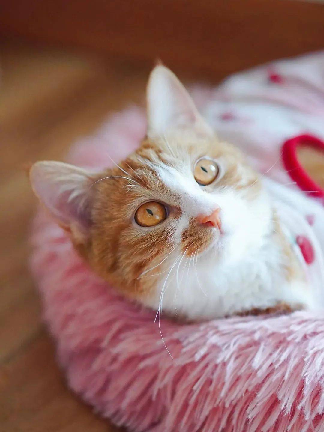 貓咪資訊速遞，探索貓咪的自信成長(zhǎng)與優(yōu)雅步伐