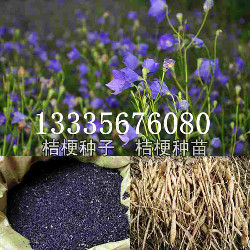 桔梗種子價(jià)格揭秘，成長(zhǎng)旅程與自信綻放之路