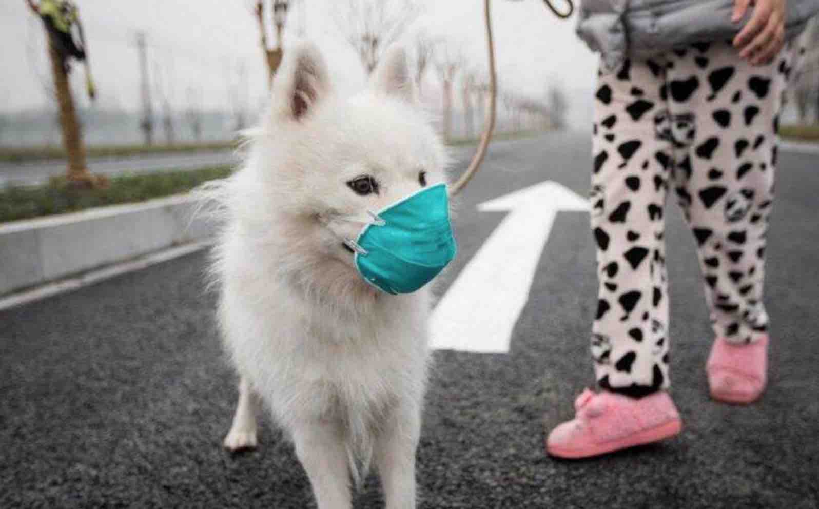 最新疫情下的養(yǎng)狗入門(mén)指南與技能學(xué)習(xí)