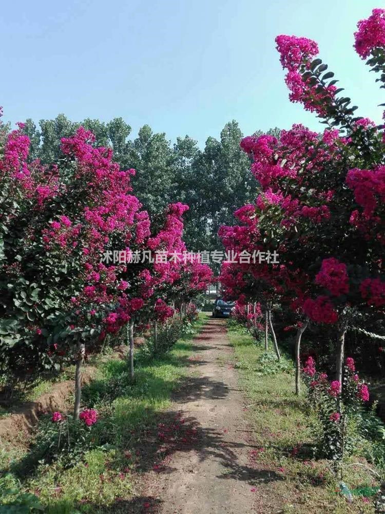 速生紫薇最新報價，開啟自然美景的旅行邀請