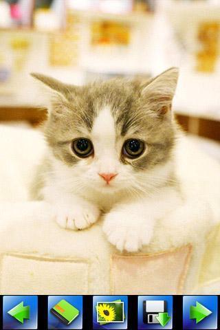 探索特色小店，最新貓咪應(yīng)用下載，小巷隱藏寶藏的奇妙之旅