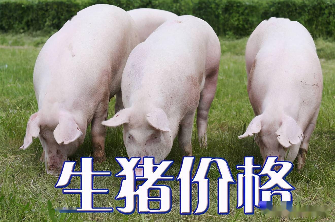 濰坊今日生豬價格探索，一場綠色之旅尋找內心平靜