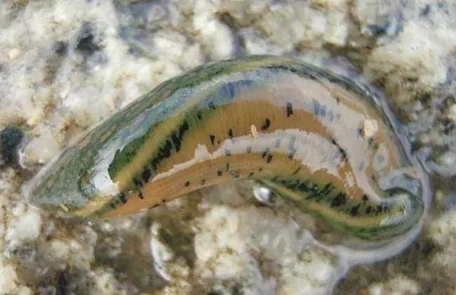 石斑魚(yú)孵化技術(shù)革新詳解，從入門(mén)到精通的孵化指南