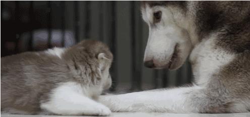 電視劇母子連心，心靈與自然的溫暖之旅