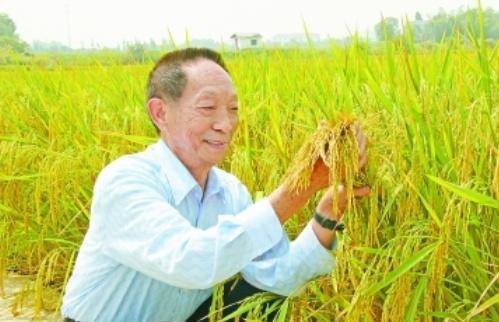 袁隆平最新科研進(jìn)展揭秘，突破性進(jìn)展引人矚目