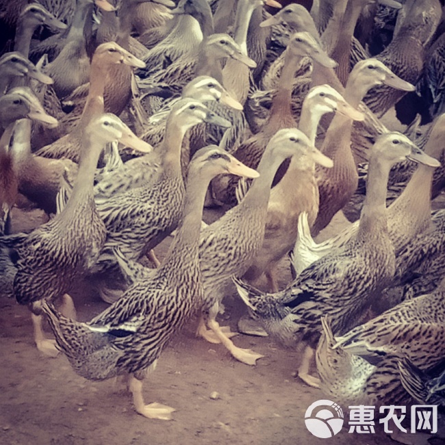 金定鴨行情與友情漣漪的交織故事