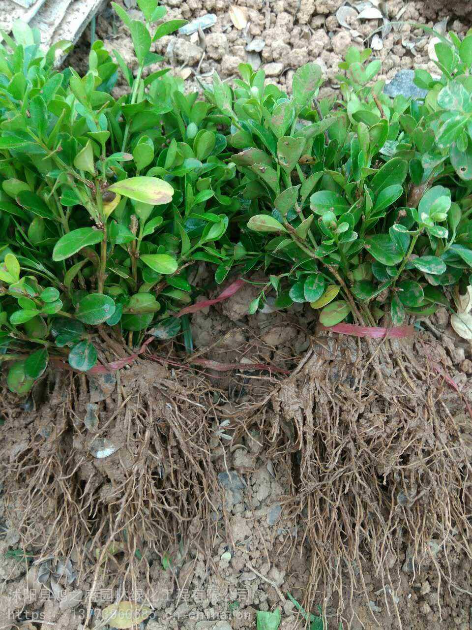 黃楊小苗價(jià)格探尋之旅，自然美景的邂逅與發(fā)現(xiàn)