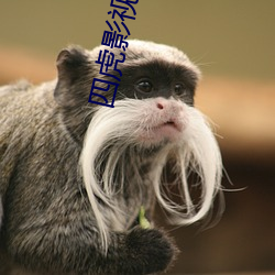 四虎影最新在線觀看，熱門影視的全新體驗