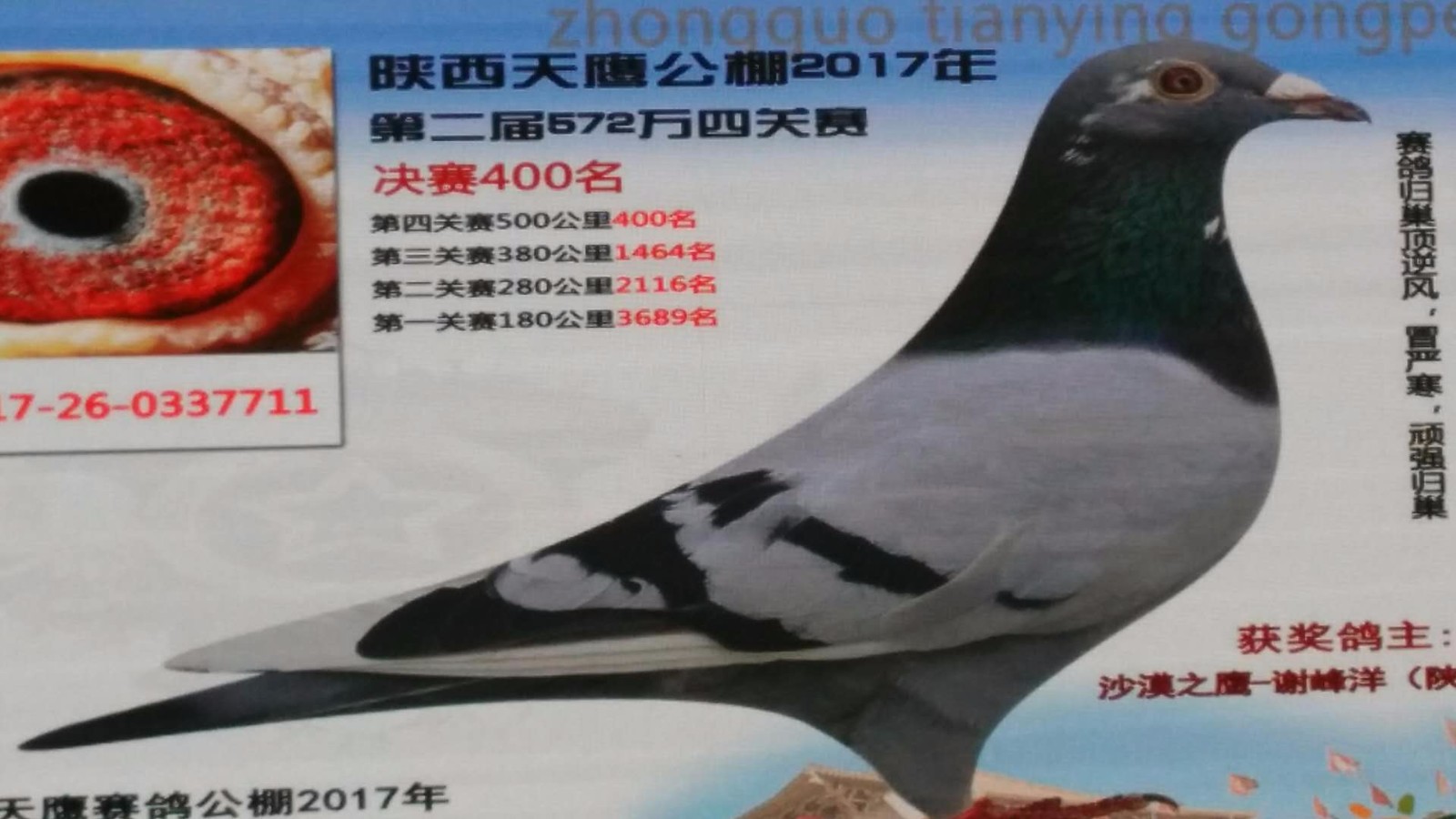 天鷹公棚歷程回顧，最新消息鑄就輝煌篇章