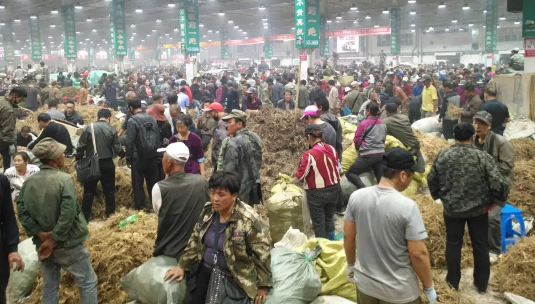 萬良人參市場最新動態(tài)揭秘，日常奇遇與溫情紐帶