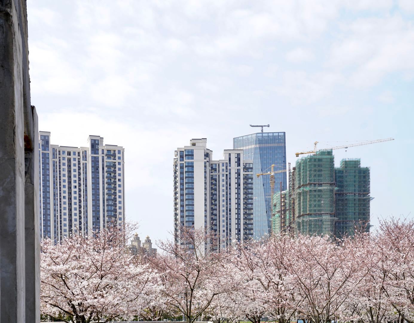 櫻花園置換最新進展揭秘，科技重塑生活，煥發(fā)新生希望