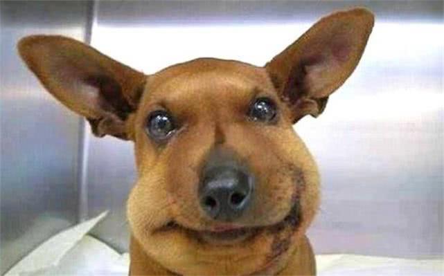 最新毒蜂，逆風(fēng)翱翔，學(xué)習(xí)鑄就自信與成就之巔