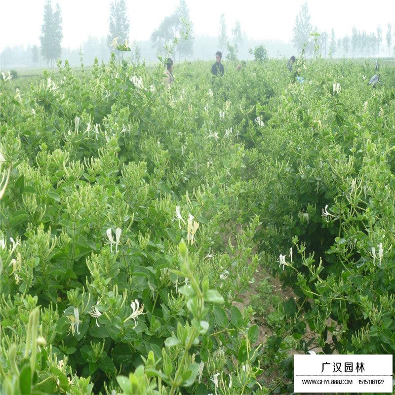 金銀花最新行情與機(jī)遇，價(jià)格變動(dòng)中的自信與成就感之源