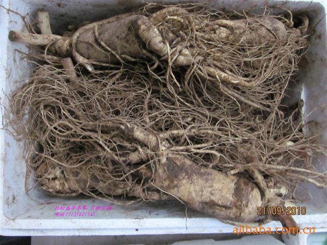 人參最新價格及市場走勢、品質鑒別全解析