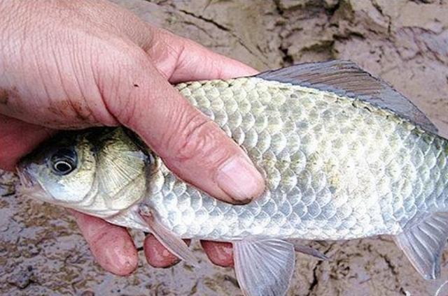 高科技智能魚(yú)探設(shè)備引領(lǐng)海洋探索新時(shí)代，最新魚(yú)訊速遞