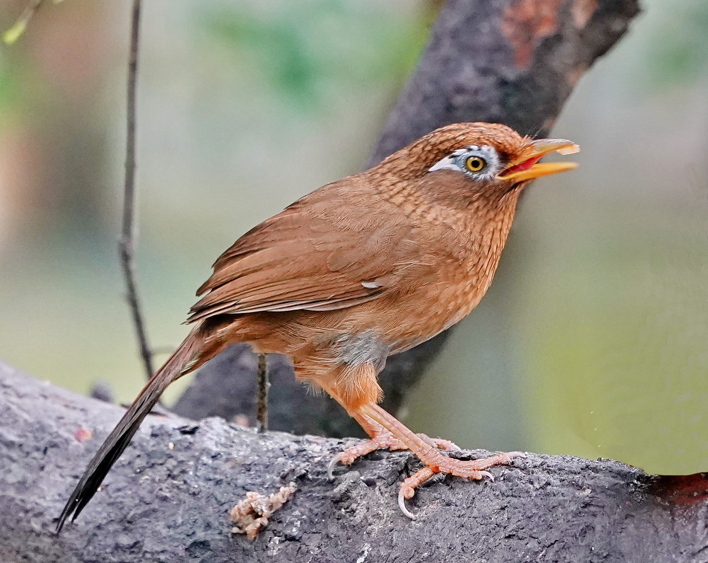 最新畫眉鳥，與自然美景的遨游，探尋內(nèi)心平和的旅程